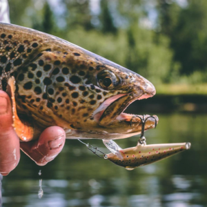 RAPALA ORIGINAL FLOATER LURES