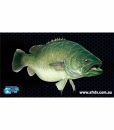 cod-helm-mat_web-500×639