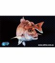 snapper-helm-mat_web-500×639
